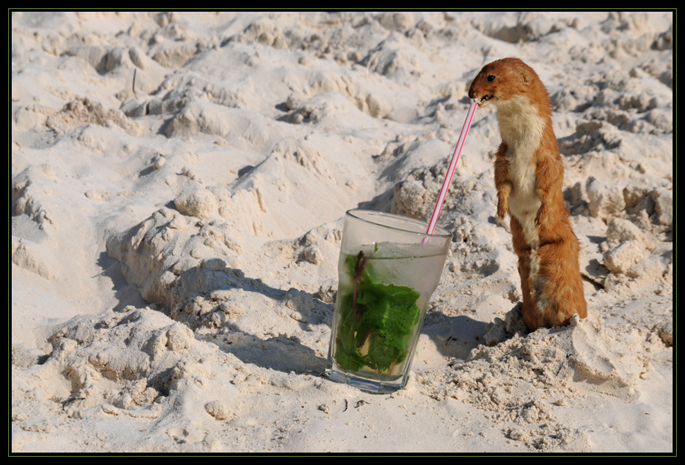 Prosit Neujahr Foto Bild Karten Und Kalender Neujahrswunsche Kurioses Bilder Auf Fotocommunity