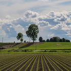 Prospettiva di campagna