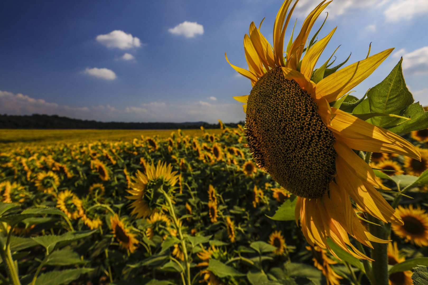 Prospettiva di un girasole