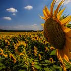 Prospettiva di un girasole