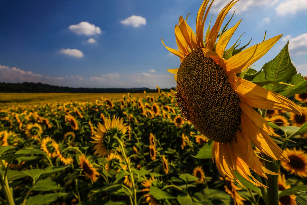 Prospettiva di un girasole