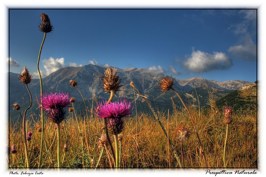 Prospettiva Naturale