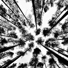 prospettive arboree / arboreal perspectives