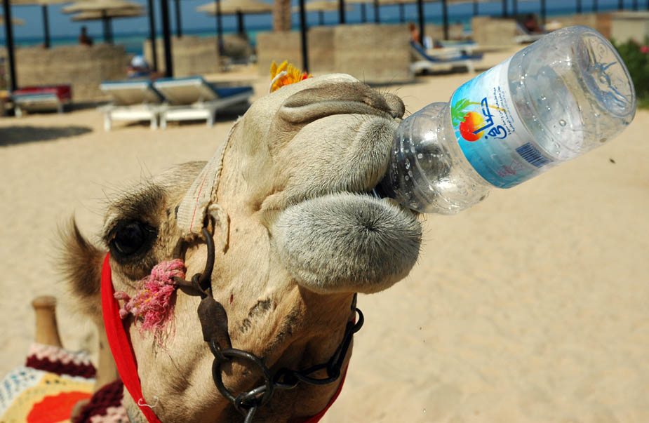 Prost ! Auch ein Kamel hat mal Durst ...