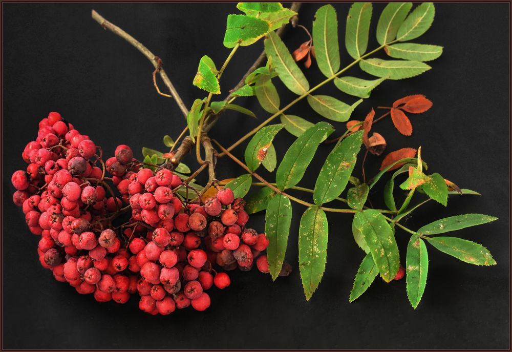 Prost auf den Herbst Foto & Bild | pflanzen, pilze & flechten, bäume ...