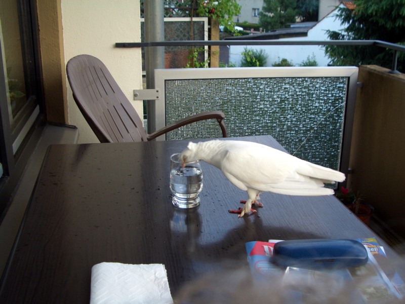 Prost (ein zufällige besuch!)