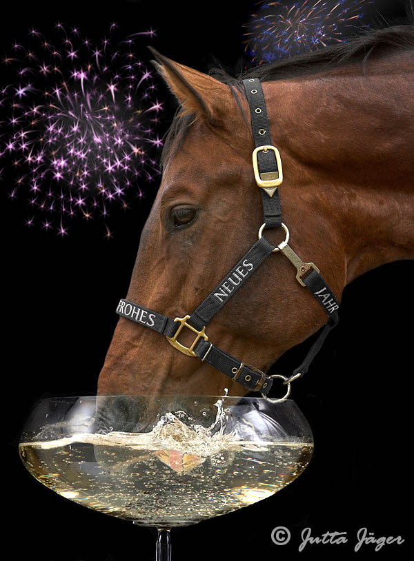 Prost Neujahr Foto Bild Tiere Haustiere Pferde Esel Maultiere Bilder Auf Fotocommunity