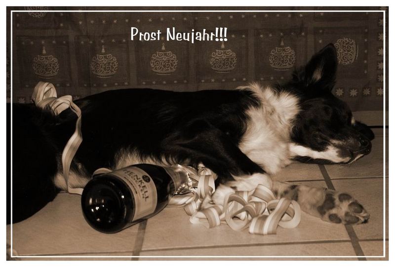 Prost Neujahr!!!!! Foto &amp; Bild | tiere, haustiere, hunde Bilder auf