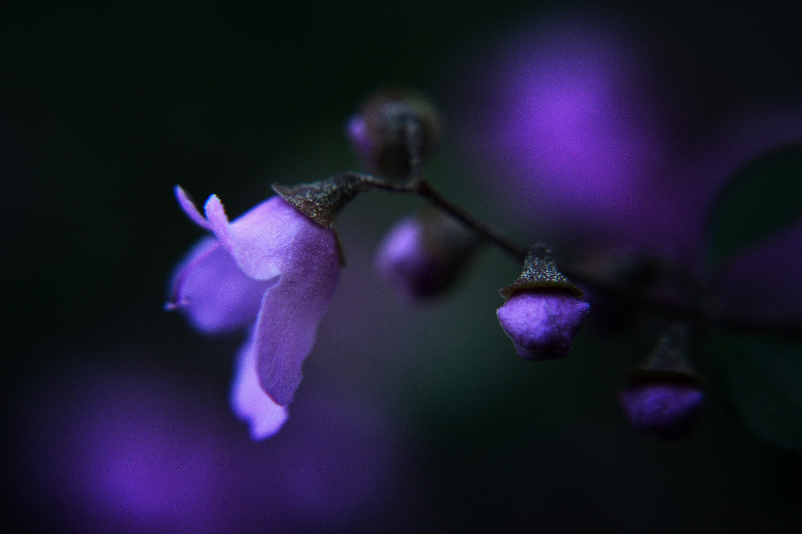 Prostanthera rotundifolia