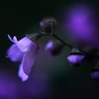 Prostanthera rotundifolia