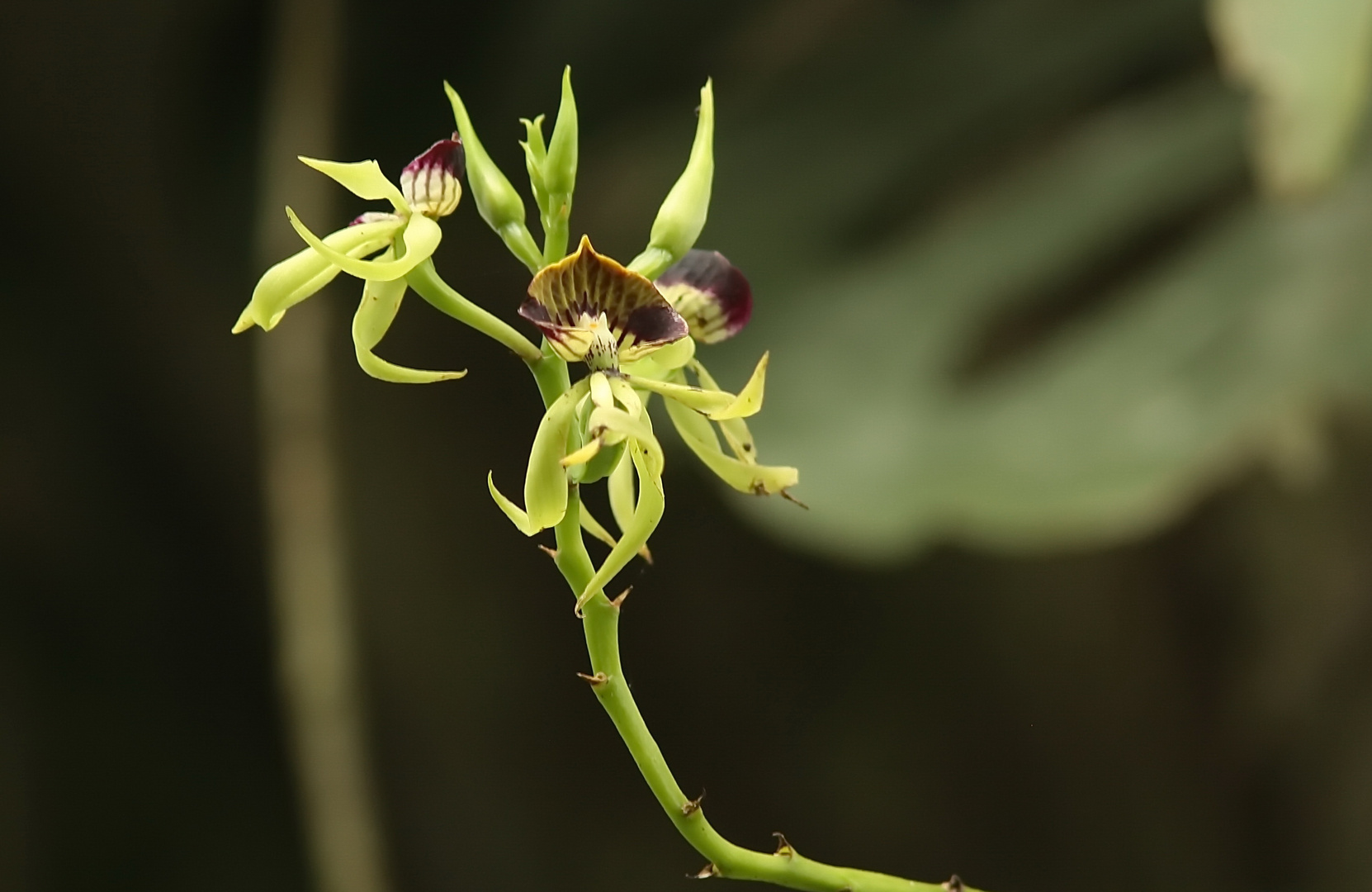 Prosthechea cochleata