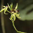 Prosthechea cochleata