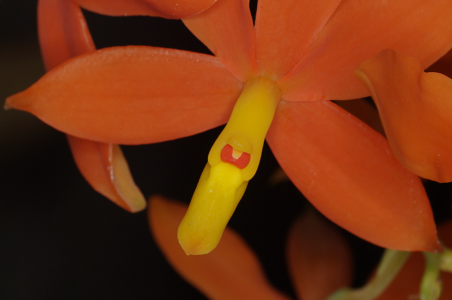 Prosthechea vitellina