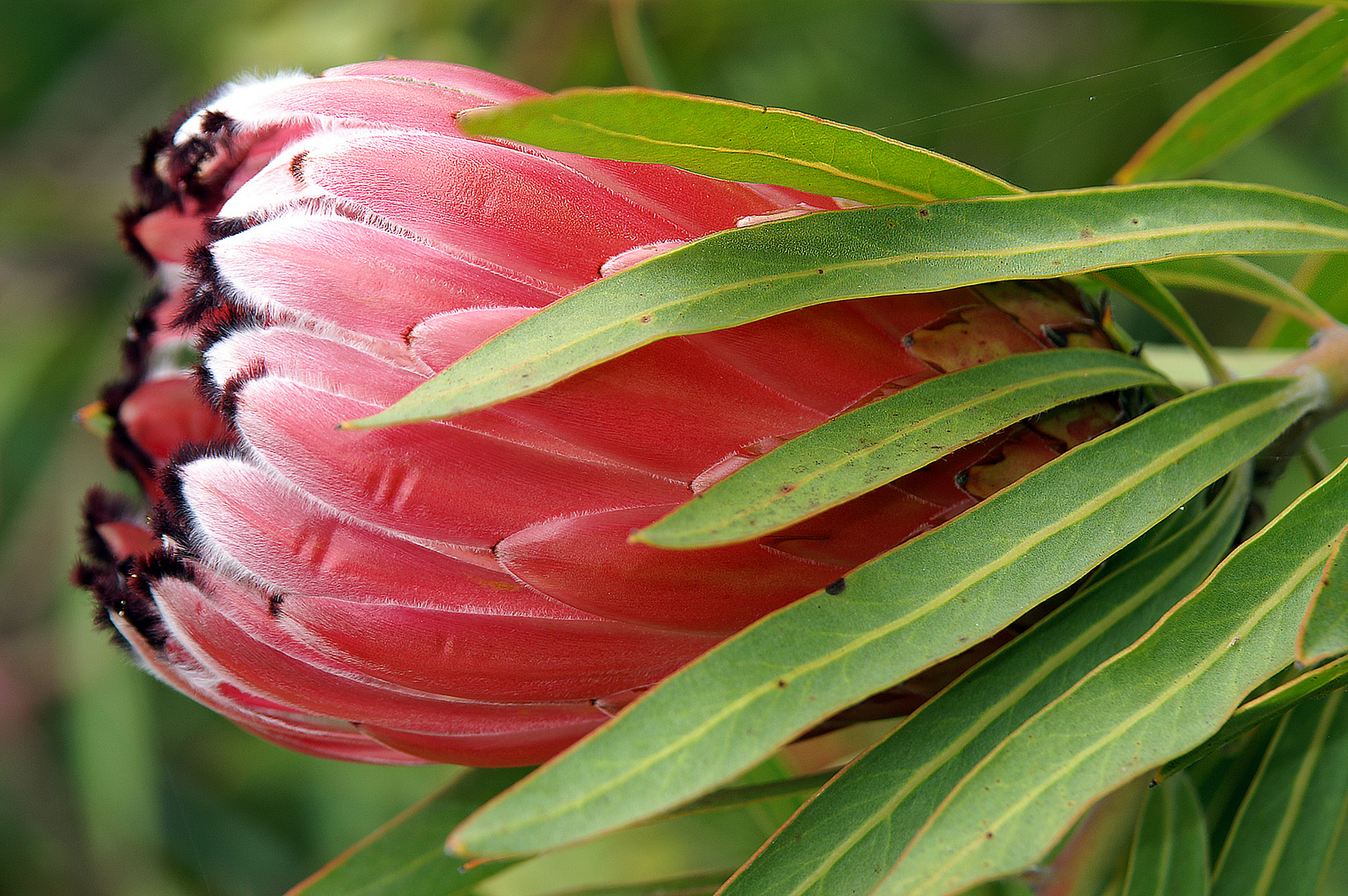 Protaea Pink ICE