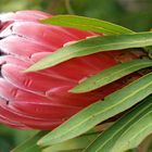 Protaea Pink ICE