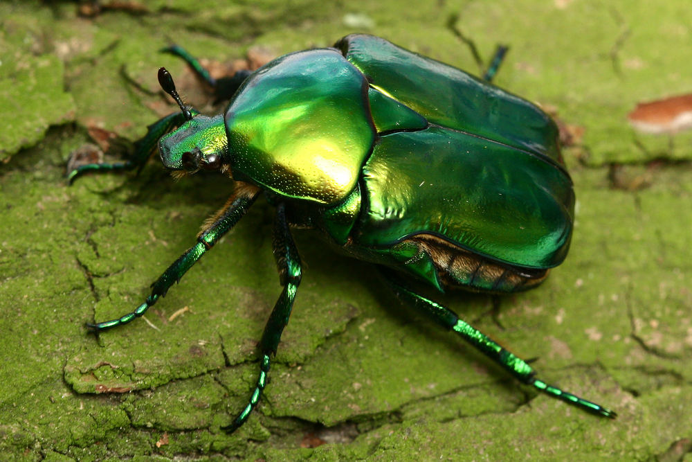 Protaetia aeruginosa Foto & Bild tiere, wildlife, insekten Bilder auf