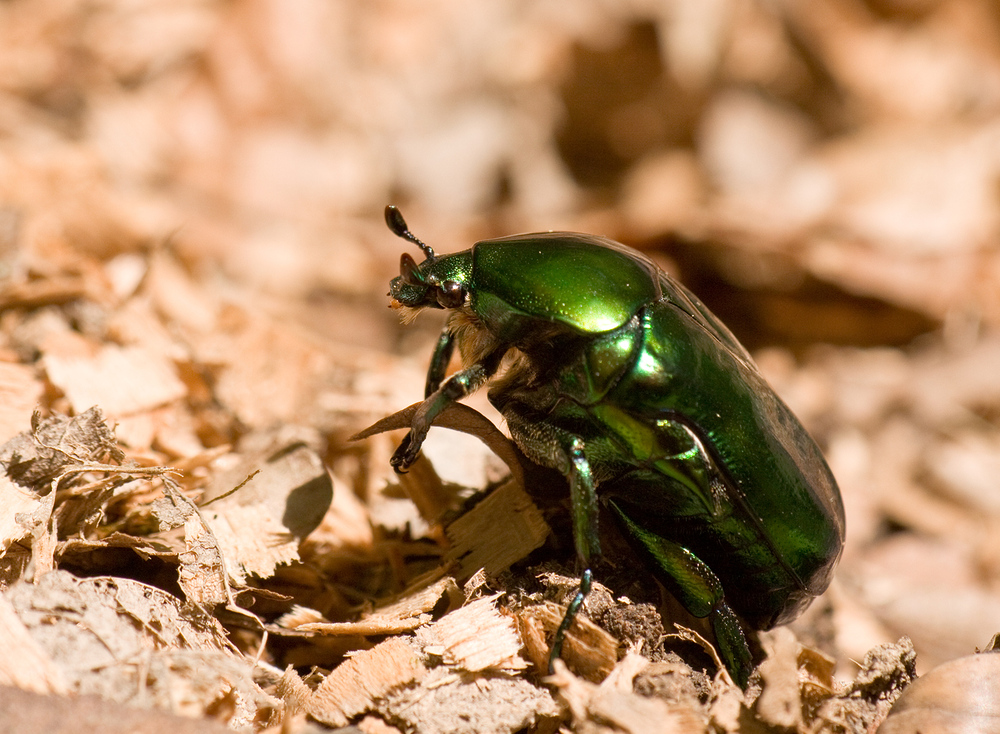 Protaetia aeruginosa, der Große Goldkäfer