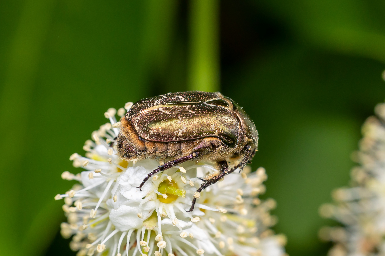 Protaetia cuprea 