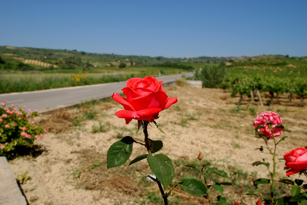 Protagonista La Rosa dei vigneti