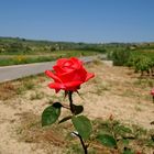 Protagonista La Rosa dei vigneti