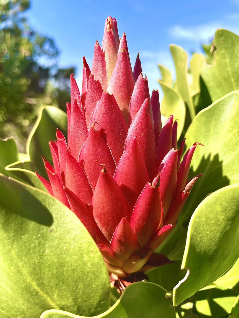 Protea