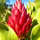 Protea