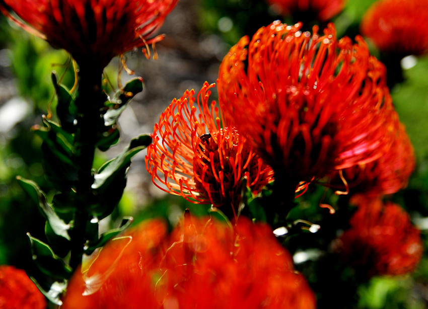 Protea 03