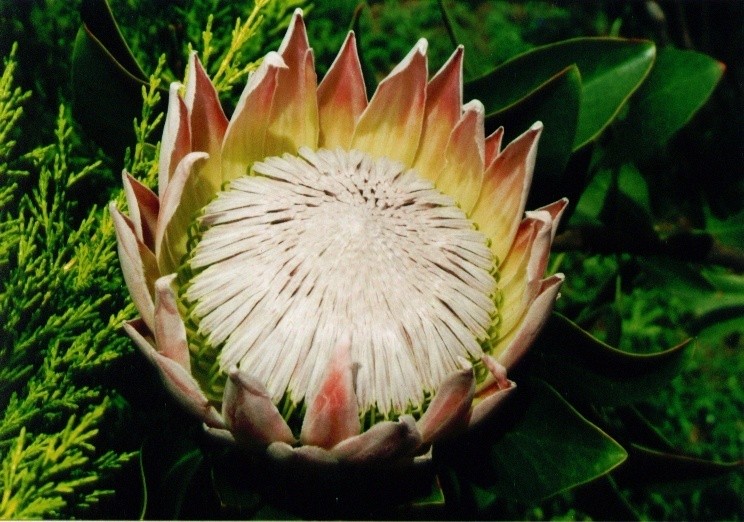 protea