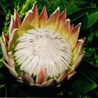 protea