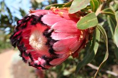 Protea