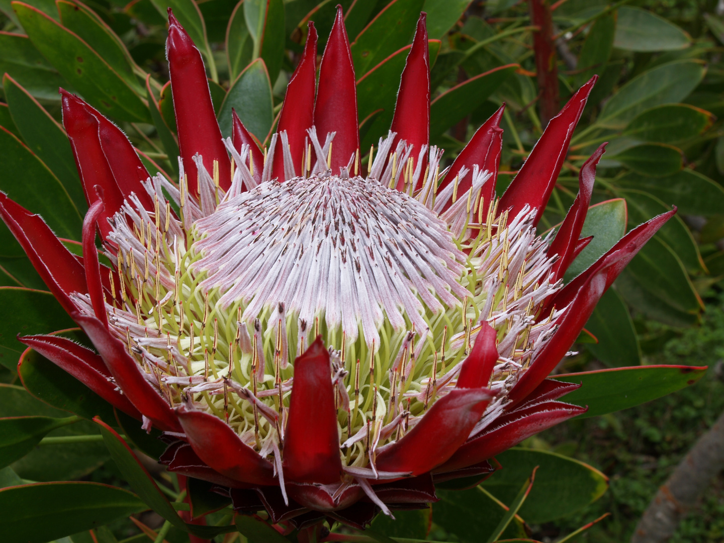 Protea-1