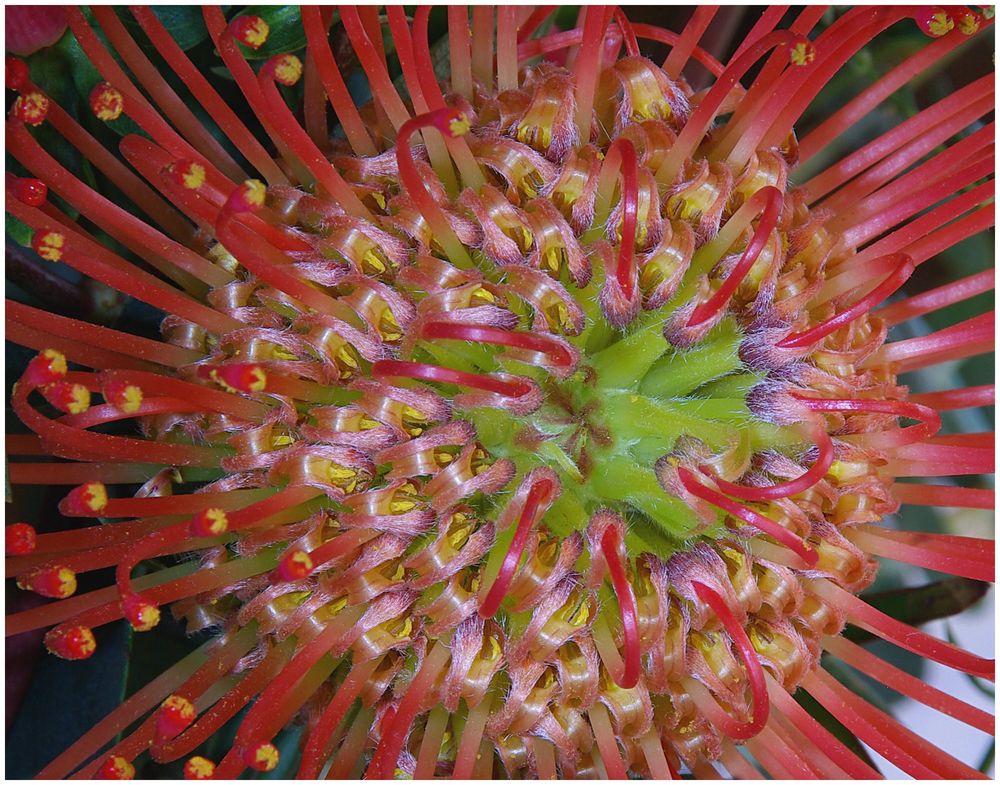 Protea