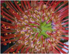 Protea