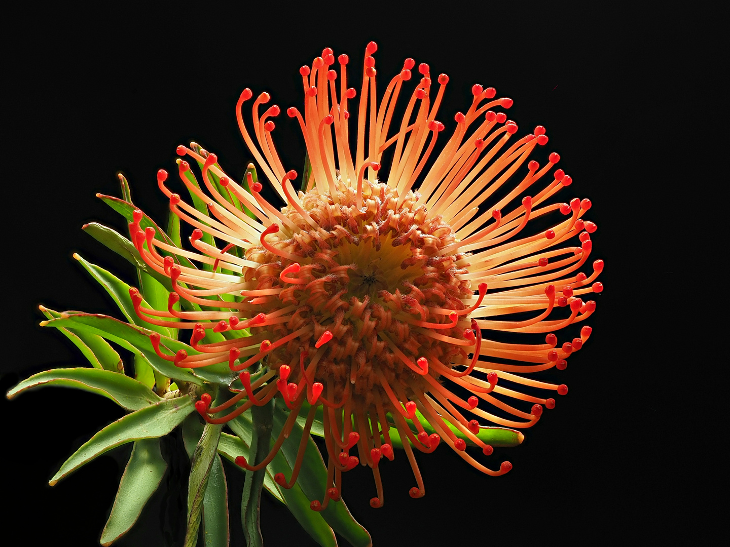 Protea