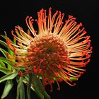 Protea