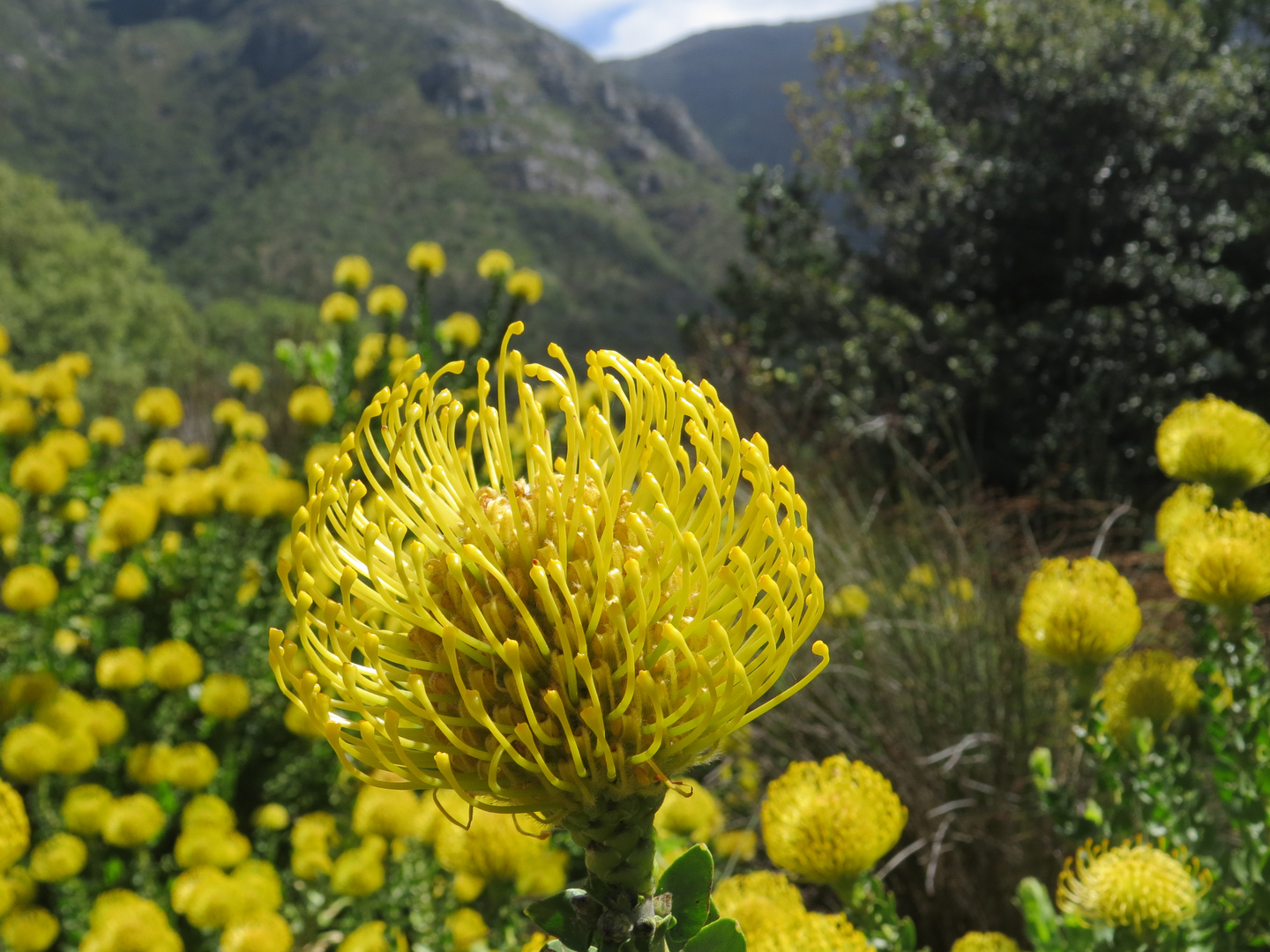 Protea