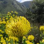 Protea