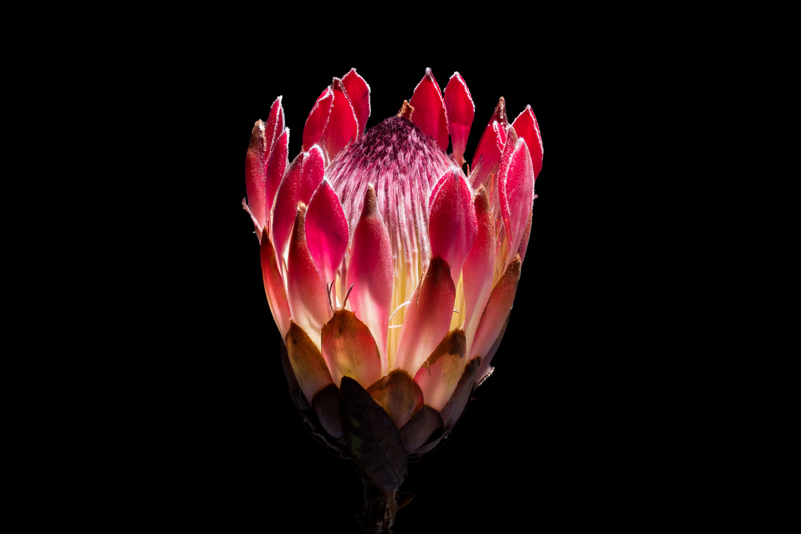 Protea