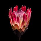 Protea