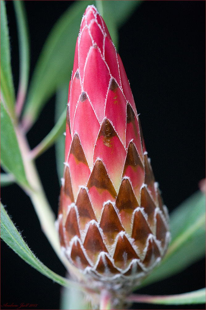 Protea