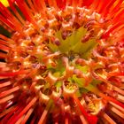 Protea (2)