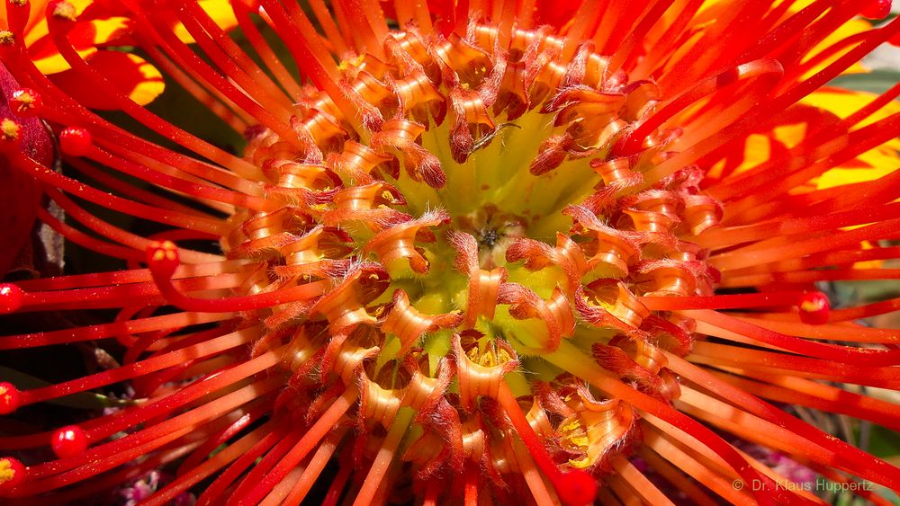 Protea (2)