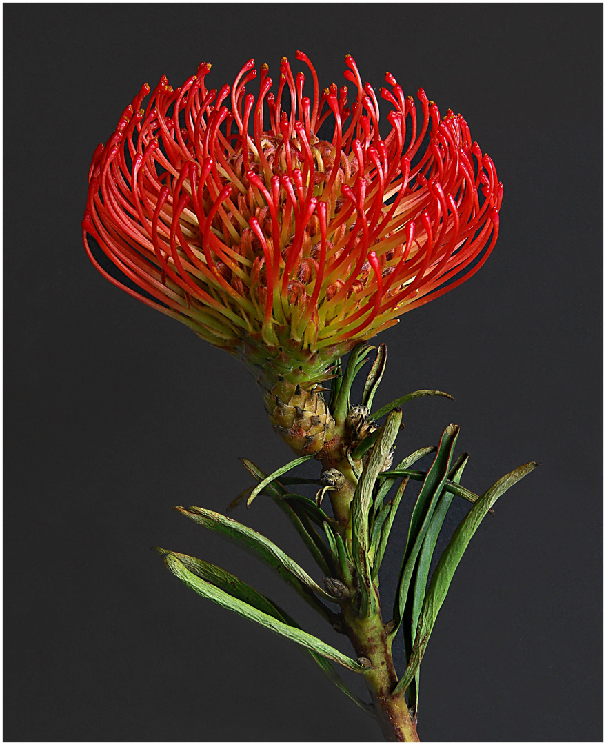 Protea Foto & Bild pflanzen, pilze & flechten, blumen, natur Bilder