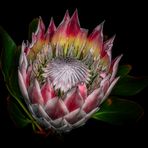 Protea