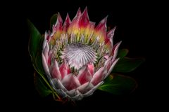 Protea