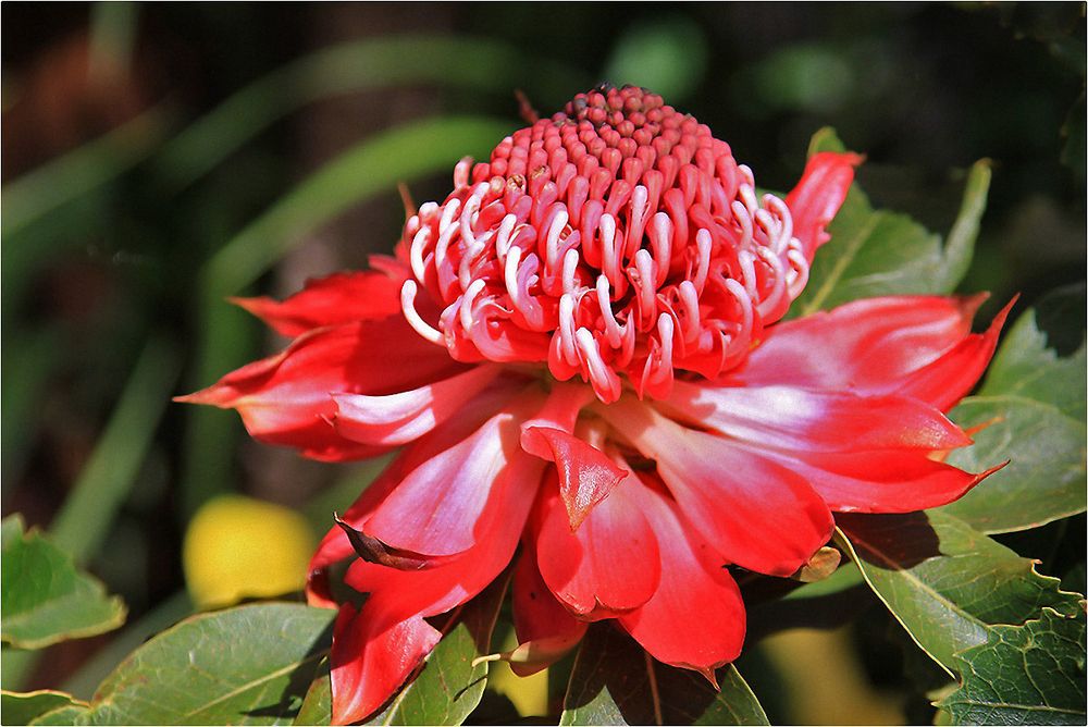 Protea