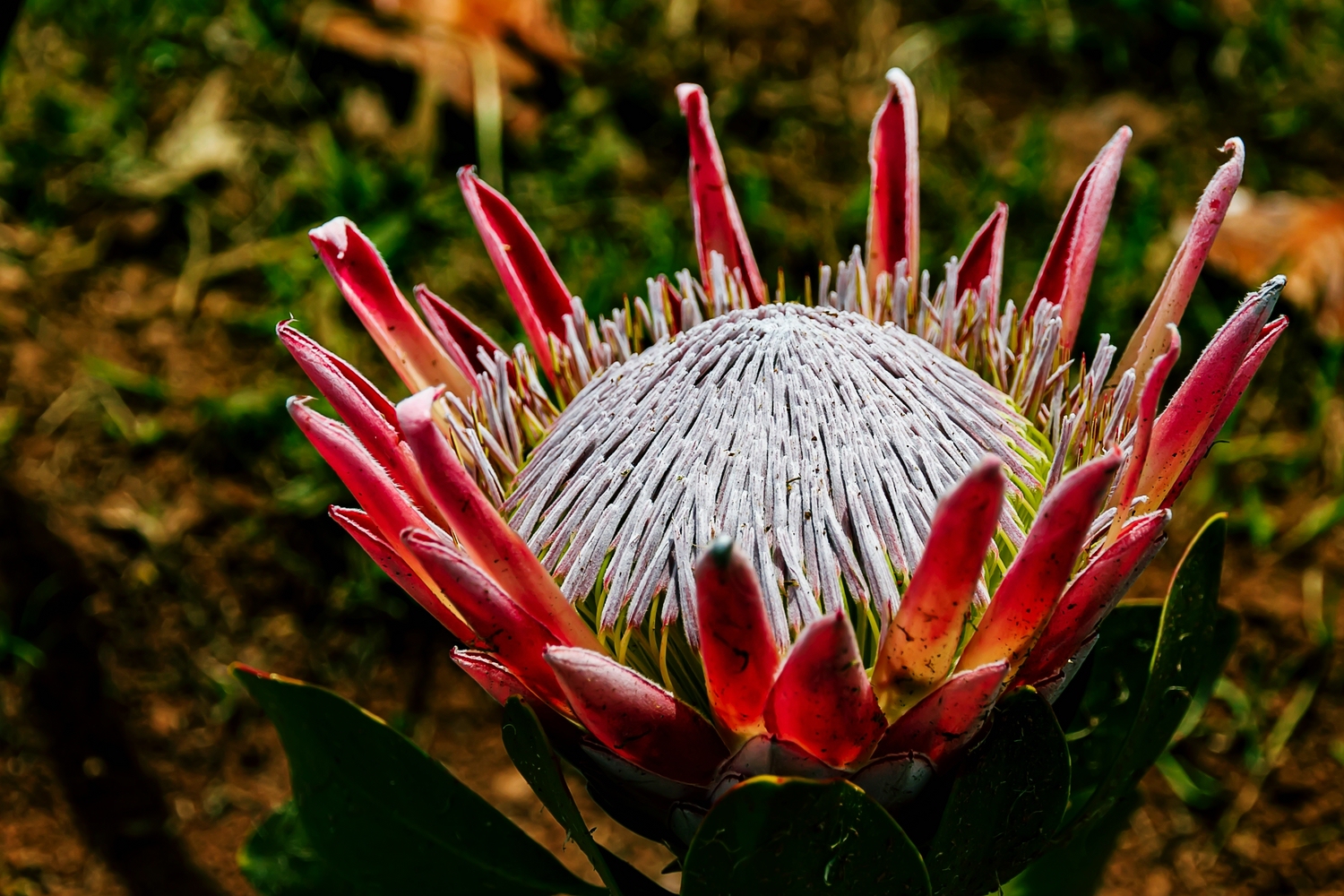 Protea    