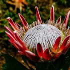 Protea    