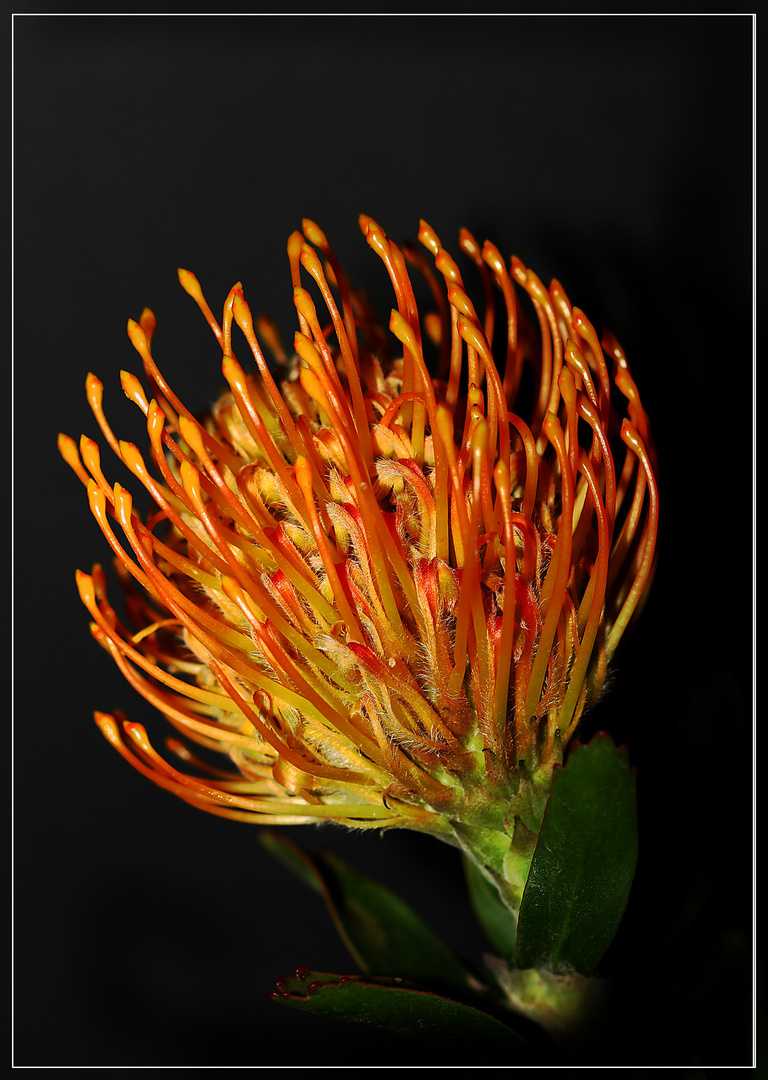 Protea