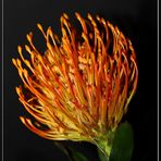 Protea